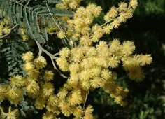 Acacia