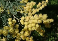 acacia