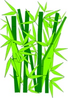 green bamboo shoots