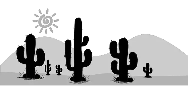 Cacti in the desert