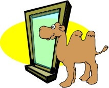 a camel at the window