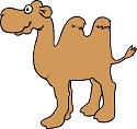 camel