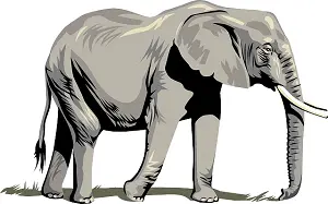 Gray Elephant with Tusks