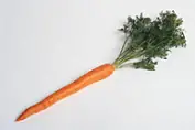 fresh carrot