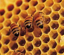 bees on a honeycomb