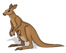 kangaroo