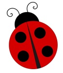 ladybug