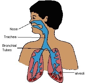 diagram of lungs