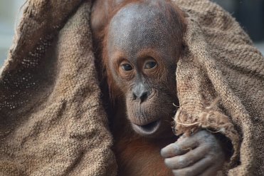 Monkey/orangutan peeking out from under a blanket