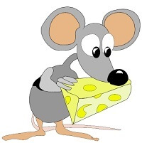 Gray mouse nibbling on a block of Swiss cheese