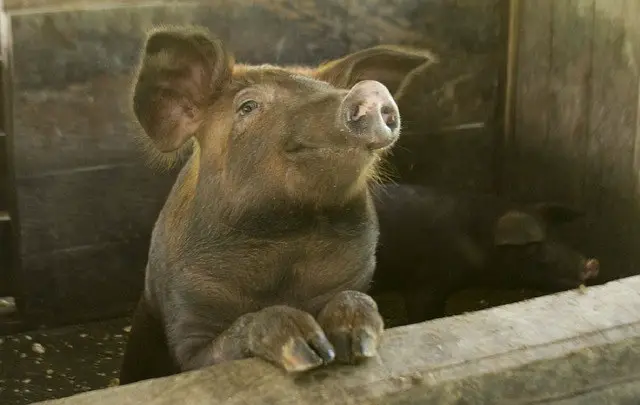 Pig peeking over its pen