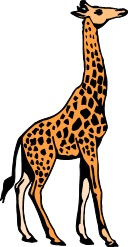 tall giraffe