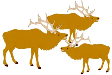 Three elk