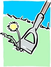 weeding a dandelion